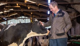 Reducing mastitis during the dry period 